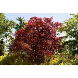 Acer palmatum Atropurpureum C 150- 175