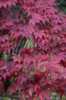 Acer palmatum Atropurpureum 150- 175 cm