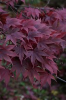 Acer palmatum Atropurpureum 150- 175 cm