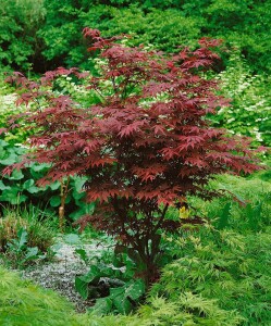 Acer palmatum Atropurpureum 40- 60 cm