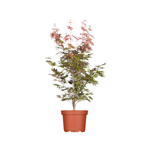 Acer palmatum Atropurpureum 40- 60 cm