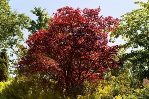 Acer palmatum Atropurpureum 40- 60 cm