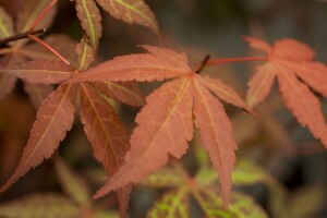 Acer palmatum Atropurpureum 40- 60 cm