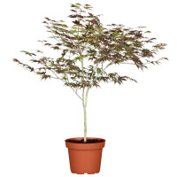 Acer palmatum Atropurpureum 60-  80 cm