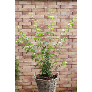 Acer palmatum Bi-Hoo C 40-  60
