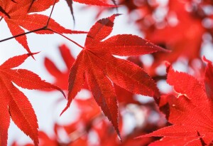 Acer palmatum Bloodgood 60-  80 cm