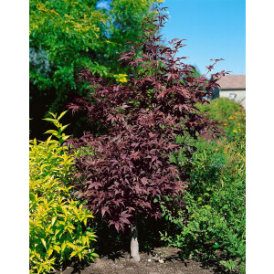 Acer palmatum Bloodgood 80- 100 cm