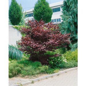 Acer palmatum Bloodgood C 80- 100