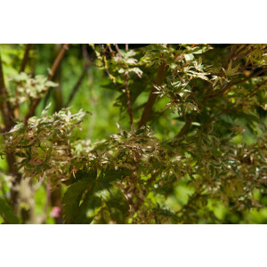 Acer palmatum Butterfly C 60-  80