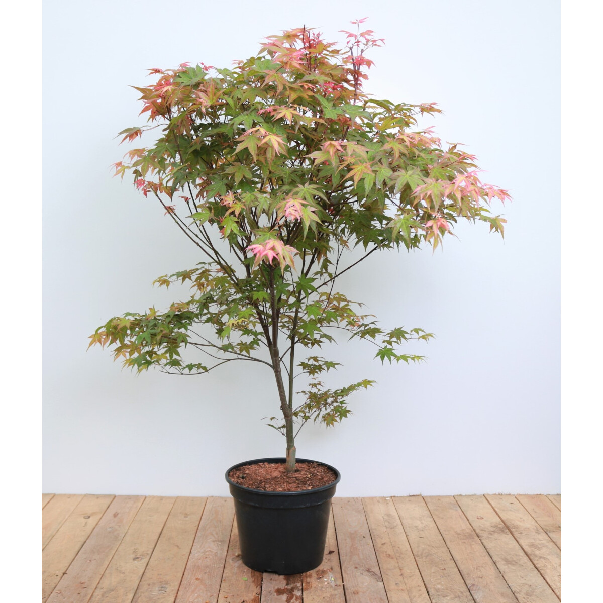 Acer palmatum Deshojo C 100- 125