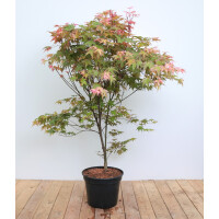 Acer palmatum Deshojo 100- 125 cm