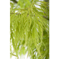 Acer palmatum Dissectum 30- 40 cm
