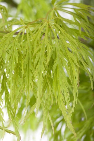 Acer palmatum Dissectum 50- 60 cm