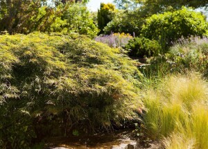 Acer palmatum Dissectum 50- 60 cm