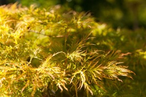 Acer palmatum Dissectum 50- 60 cm