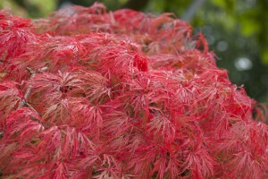 Acer palmatum Dissectum 50- 60 cm