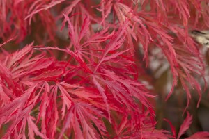 Acer palmatum Dissectum 50- 60 cm