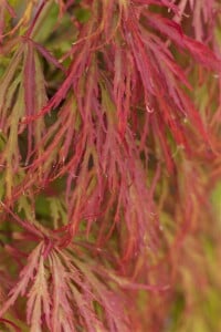 Acer palmatum Dissectum 50- 60 cm