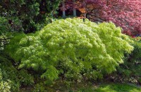 Acer palmatum Dissectum 50- 60 cm