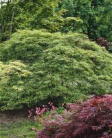 Acer palmatum Dissectum 50- 60 cm