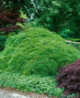 Acer palmatum Dissectum 50- 60 cm