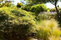 Acer palmatum Dissectum 50- 60 cm