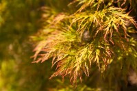 Acer palmatum Dissectum 50- 60 cm