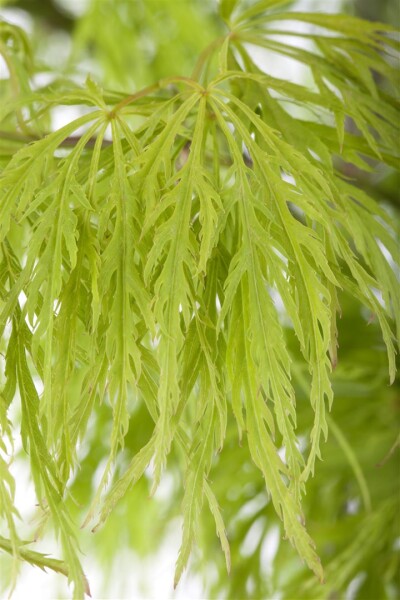 Acer palmatum Dissectum Stammhöhe 80 cm + Krone