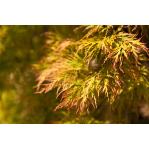 Acer palmatum Dissectum 5L Sta  Krone 1j. 80-