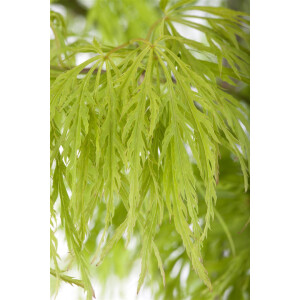Acer palmatum Dissectum Stammhöhe 80 cm + Krone