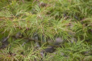 Acer palmatum Dissectum Stammhöhe 80 cm + Krone