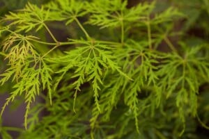 Acer palmatum Dissectum Stammhöhe 80 cm + Krone