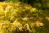 Acer palmatum Dissectum Stammhöhe 80 cm + Krone