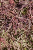 Acer palmatum Dissectum Garnet 30- 40 cm