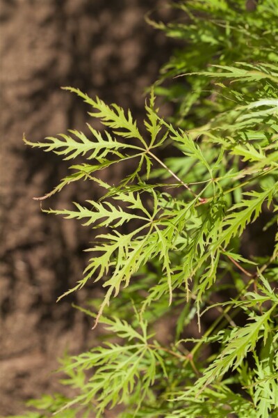 Acer palmatum Dissectum Viridis 30- 40 cm