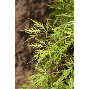 Acer palmatum Dissectum Viridis 30- 40 cm