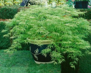 Acer palmatum Dissectum Viridis 30- 40 cm