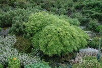 Acer palmatum Dissectum Viridis 30- 40 cm