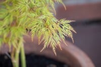 Acer palmatum Dissectum Viridis 30- 40 cm