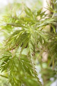 Acer palmatum Emerald Lace 80- 100 cm