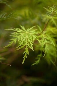 Acer palmatum Emerald Lace 80- 100 cm