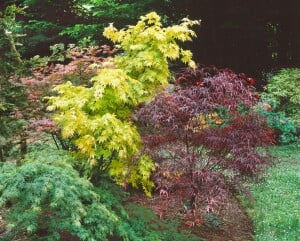 Acer palmatum Emerald Lace 80- 100 cm