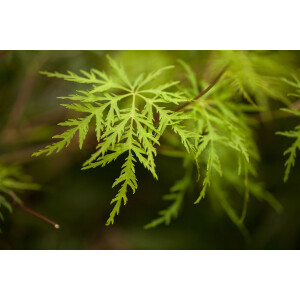 Acer palmatum Emerald Lace C 80-100