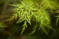 Acer palmatum Emerald Lace 80- 100 cm