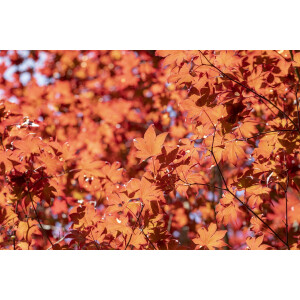 Acer palmatum Fireglow C 5 60-  80
