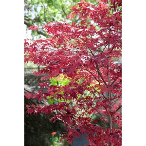 Acer palmatum Fireglow C 5 60-  80