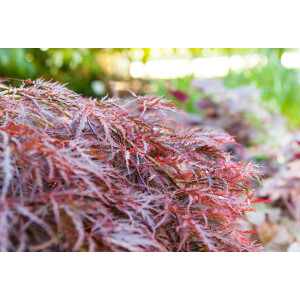 Acer palmatum Garnet 30- 40 cm