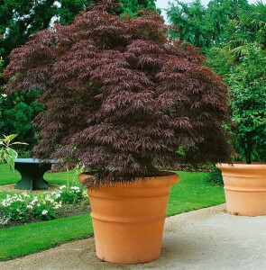 Acer palmatum Garnet mehrjährig Stammhöhe 60 cm + Krone