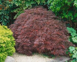 Acer palmatum Garnet mehrjährig Stammhöhe 60 cm + Krone