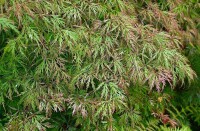 Acer palmatum Garnet mehrjährig Stammhöhe 60 cm + Krone